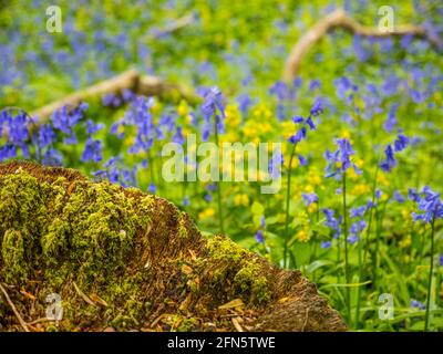 Baumstumpf und Blumen, Bluebell Woods, Bones Wood, Henley-on-Thames, Oxfordshire, England, Großbritannien, GB. Stockfoto