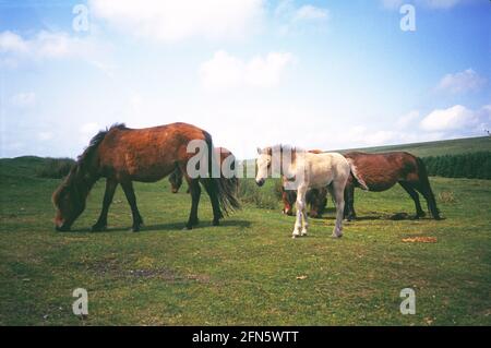 Vereinigtes Königreich. England. Devon. Dartmoor National Park. Dartmoor Ponys grasen. Stockfoto