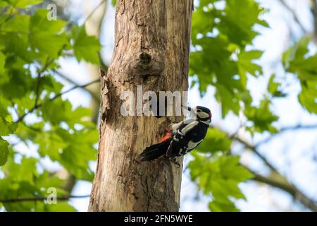 Buntspecht auf einem Baum Stockfoto