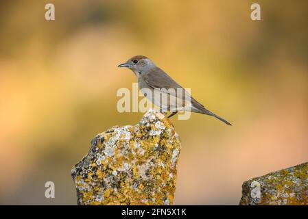 Blackcap (Sylvia atricapilla) fotografiert von einem Versteck in Batea (Provinz Tarragona, Katalonien, Spanien) Stockfoto