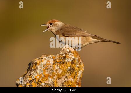 Blackcap (Sylvia atricapilla) fotografiert von einem Versteck in Batea (Provinz Tarragona, Katalonien, Spanien) Stockfoto