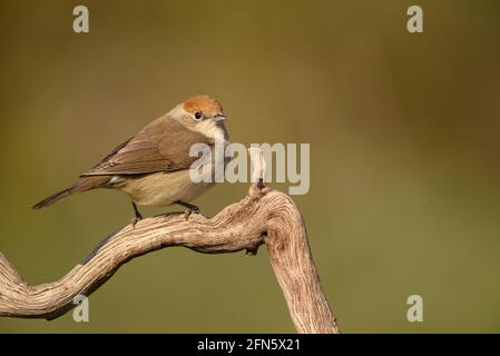 Blackcap (Sylvia atricapilla) fotografiert von einem Versteck in Batea (Provinz Tarragona, Katalonien, Spanien) Stockfoto