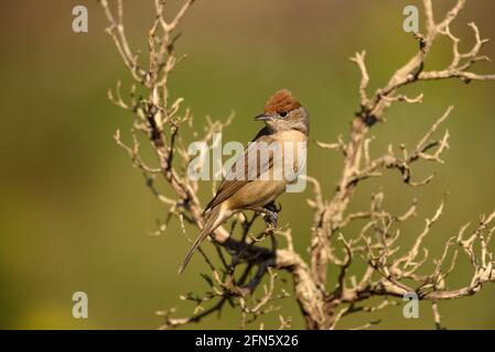 Blackcap (Sylvia atricapilla) fotografiert von einem Versteck in Batea (Provinz Tarragona, Katalonien, Spanien) Stockfoto