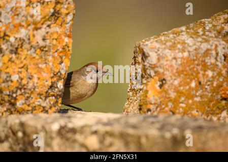 Blackcap (Sylvia atricapilla) fotografiert von einem Versteck in Batea (Provinz Tarragona, Katalonien, Spanien) Stockfoto