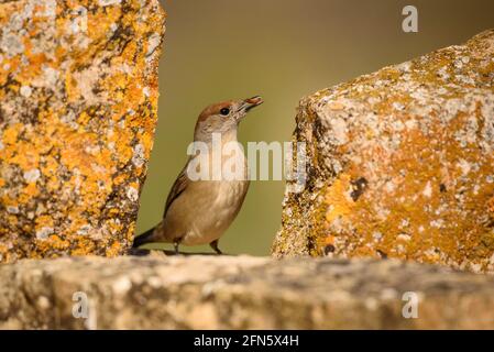 Blackcap (Sylvia atricapilla) fotografiert von einem Versteck in Batea (Provinz Tarragona, Katalonien, Spanien) Stockfoto