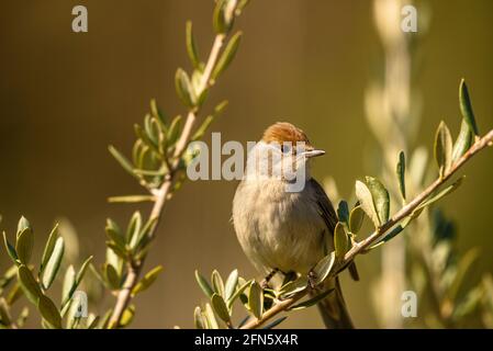 Blackcap (Sylvia atricapilla) fotografiert von einem Versteck in Batea (Provinz Tarragona, Katalonien, Spanien) Stockfoto