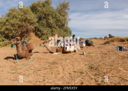 Provinz Errachidia, Marokko - 22. Oktober 2015: Berbermänner bereiten Kamele für die Reise vor. Dinge auf Kamele laden. Sahara-Wüste. Stockfoto