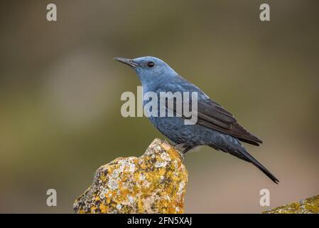 Blaue Steindrossel (Monticola solitarius) mit einem intensiven blauen Gefieder in der Paarungssaison, fotografiert von einem Fell in Batea (Tarragona, Spanien) Stockfoto