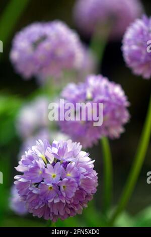 Flieder Primula denticulata Drumstick blüht Stockfoto