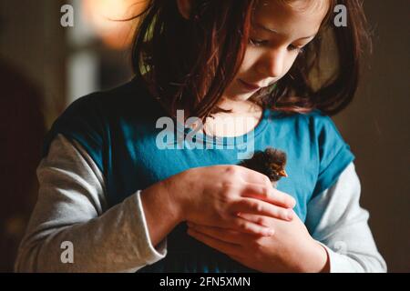 Ein kleines Mädchen hält sanft ein kleines Küken in sich Hände in Innenräumen Stockfoto