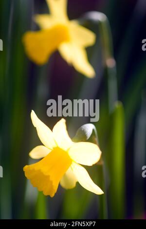 Gelbe und weiße Narzissen bei Frühlingssonne Stockfoto