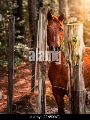 Ein Hengstpferd, das in der Nähe eines Zauns auf einem ländlichen Raum steht Farm in virginia Stockfoto