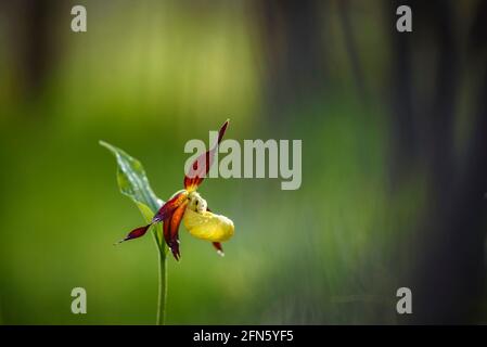 Frauenschuh-Orchidee (Cypripedium calceolus) in Berguedà (Katalonien, Spanien, Pyrenäen) ESP: Orquídea de los Zapatitos de Dama en el Berguedà Stockfoto