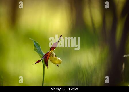 Frauenschuh-Orchidee (Cypripedium calceolus) in Berguedà (Katalonien, Spanien, Pyrenäen) ESP: Orquídea de los Zapatitos de Dama en el Berguedà Stockfoto