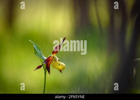 Frauenschuh-Orchidee (Cypripedium calceolus) in Berguedà (Katalonien, Spanien, Pyrenäen) ESP: Orquídea de los Zapatitos de Dama en el Berguedà Stockfoto