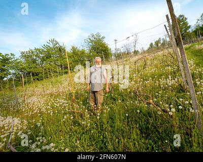 Porträt eines älteren Bauern im Weinberg Stockfoto