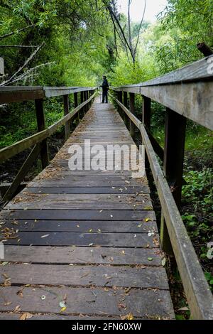Frau auf einem Holzsteg durch einen Waldweg im Hearst San Simeon State Park, Central Coast California.San Luis Obispo County Stockfoto