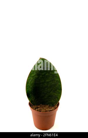 sansevieria masoniana im Topf mit weißem Hintergrund, Draufsicht Stockfoto