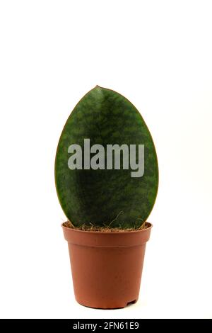 sansevieria masoniana im Topf mit weißem Hintergrund Stockfoto