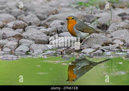 Europäisches Rotkehlchen (Erithacus rubecula) Trinkwasser aus Teich/Bach Stockfoto