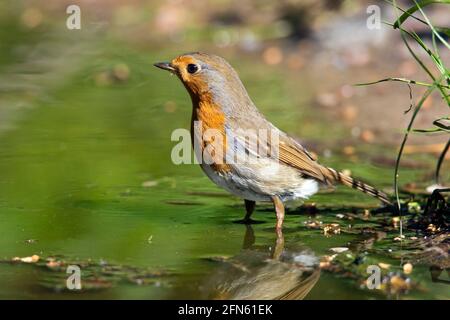 Europäisches Rotkehlchen (Erithacus rubecula) Trinkwasser aus Teich/Bach Stockfoto