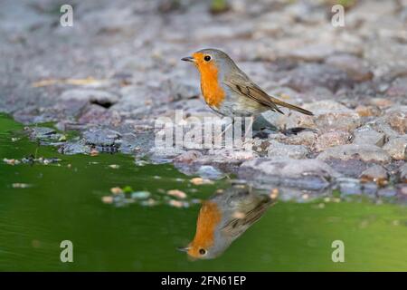 Europäisches Rotkehlchen (Erithacus rubecula) Trinkwasser aus Teich/Bach Stockfoto