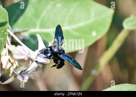Aus nächster Nähe sehen Sie Hummel oder Zimmerbiene oder Xylocopa valgaon auf Calotropis procera oder Apfel von Sodom Blumen. Hoch Oben Auf Blumenfotos Und Bumbl Stockfoto