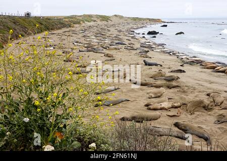 Die Elefantenrobben Mirounga angustirostris drängen sich an einem Strand entlang der Küste von Zentralkalifornien in San Simeon, wo sie sich ausruhen, während sie ihre jährliche Mauser abschließen. Stockfoto