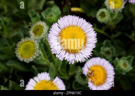 Seaside Daisy, auch bekannt als Seaside Fleabane, Beach Aster und Erigeron glaucus, wächst an der Central California Coast. USA. Stockfoto