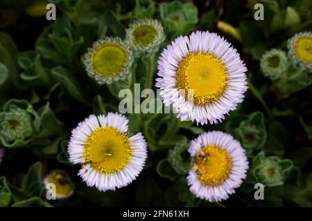 Seaside Daisy, auch bekannt als Seaside Fleabane, Beach Aster und Erigeron glaucus, wächst an der Central California Coast. USA. Stockfoto