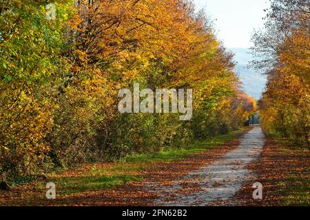 Die Farben des Herbstes Stockfoto