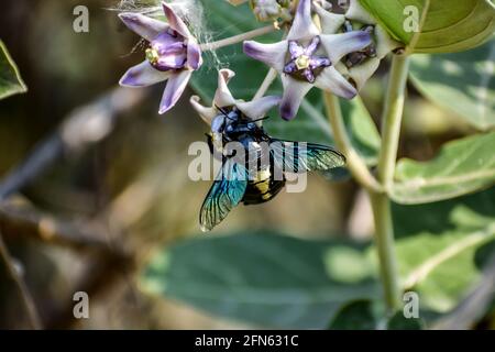 Aus nächster Nähe sehen Sie Hummel oder Zimmerbiene oder Xylocopa valgaon auf Calotropis procera oder Apfel von Sodom Blumen. Hoch Oben Auf Blumenfotos Und Bumbl Stockfoto