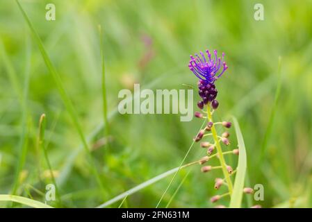 Wildblumen im Mai in den Bergen Italiens. Lila Blume Nahaufnahme. Eine sehr ungewöhnliche Blume, wenn sie separat und groß betrachtet wird. Stockfoto