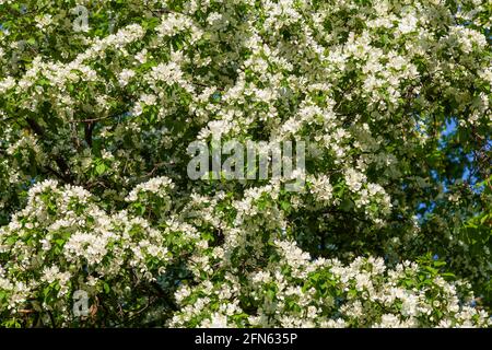 Üppige Kirsche mit weißen Frühlingsblumen bedeckt. Stockfoto