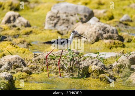 Schwarzflügel-Stelzen, die in einem Fluss Rio gordo, Malaga, Spanien, fressen. Stockfoto