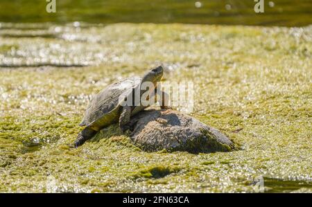 Spanische Teichschildkröte (Mauremys leprosa), die sich in der Sonne auf Felsen sonnt, Andalusien, Spanien. Stockfoto