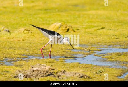 Schwarzflügel-Stelzen, die in einem Fluss Rio gordo, Malaga, Spanien, fressen. Stockfoto