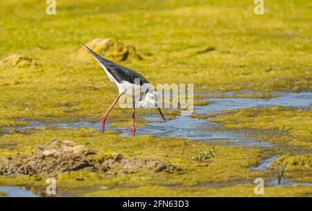 Schwarzflügel-Stelzen, die in einem Fluss Rio gordo, Malaga, Spanien, fressen. Stockfoto