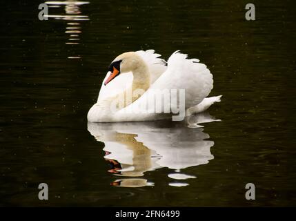 Ein stummer Schwan in einem Park in London, Großbritannien. Stockfoto