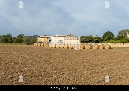 Strohkugeln in einem ländlichen Feld in der mallorquinischen Stadt Von Porreres im Morgengrauen Stockfoto