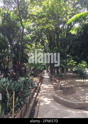 John F. Kennedy Park voller Pflanzen und Bäume an einem sonnigen Tag in Medellín, Antioquia, Kolumbien Stockfoto