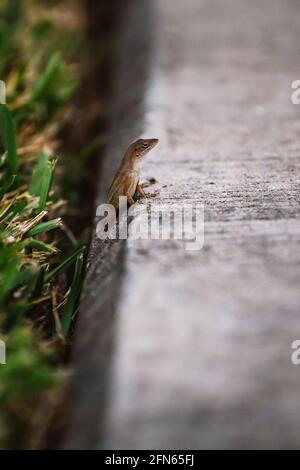 Eine kleine Eidechse sitzt am Rande eines Bürgerwegs In Nahaufnahme Stockfoto