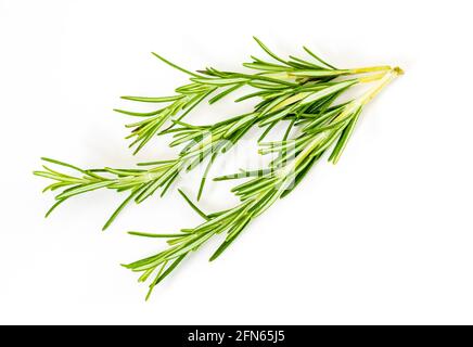 3 (drei) zarte Zweige Rosmarin. Im Vordergrund. Auf weissem Hintergrund. Stockfoto