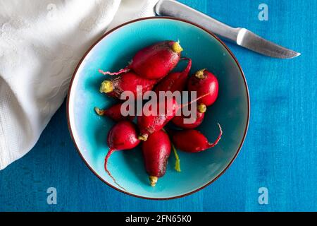 Ökologische Radieschen (rote Radieschen) von intensiver roter Farbe. Nahaufnahme von oben. In blauer Schale. Stockfoto