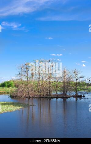 Vogelnester im Green Cay Nature Center and Wetlands, Boynton Beach, Palm Beach County, Florida, USA. Stockfoto