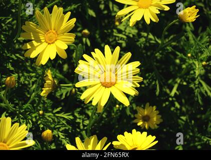 Strauch von schönen gelblichen Chrysanthemum Blumen erleuchten durch die Sonne Stockfoto