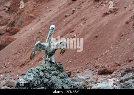 Galapagos Brown Pelican (Pelicanus Occidentalis urinator) Stehen auf einem schadhaften Felsen Ecuador Stockfoto