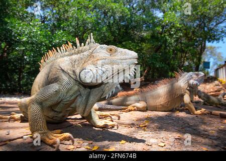 Nahaufnahme von Iguana Stockfoto