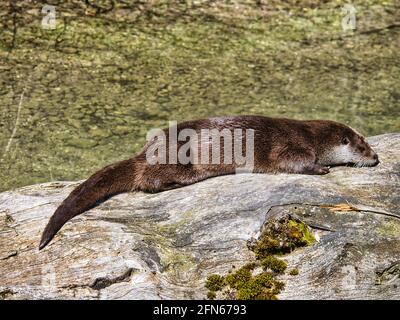 Eurasischer Flussotter beim Sonnenbaden Stockfoto