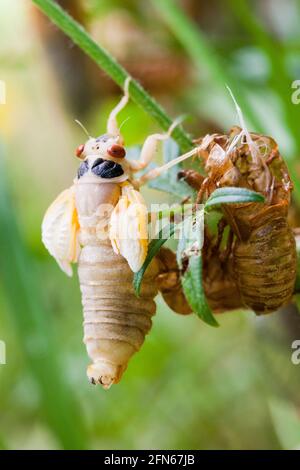 Brut X cicada (Magicicada) tenerales Stadium, Mai 2021 - Virginia USA Stockfoto